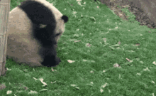 Hello Panda GIF - Hello Panda Hello Panda GIFs