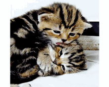 Cat Lick GIF - Cat Lick Cute GIFs
