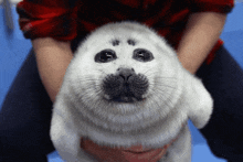 Seal Disappear GIF - Seal Disappear Fade Away GIFs