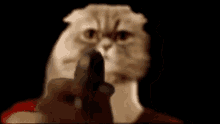 Cat Gun GIF - Cat Gun Meme GIFs
