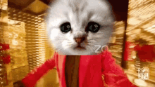 Cat Lawyer Weeknd GIF