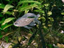 a small fish is swimming in a tank surrounded by green plants