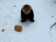 Pumpkins Are Tough GIF - Animals Red Pandas Funny GIFs
