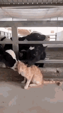 Cat Cow GIF - Cat Cow Love GIFs