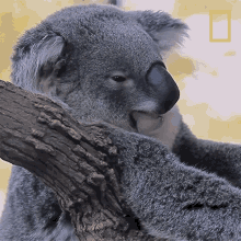 Yawn Koalas101 GIF