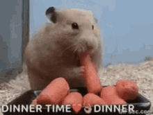 Hamster Dinner Time GIF - Hamster Dinner Time Dinner GIFs
