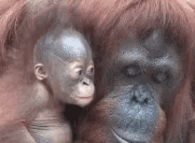 Mother Baby GIF - Mother Baby Kiss GIFs