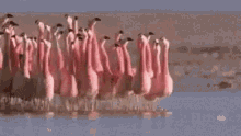 Solid Molecules Be Like Flamingo GIF - Solid Molecules Be Like Flamingo Group Of Flamingoes GIFs