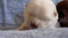 12 Day Old Puppy Yawn GIF - 12 Day Old GIFs