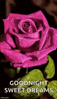 goodnight sparkles sweet dreams pink rose