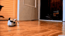 Cat Freak Out GIF