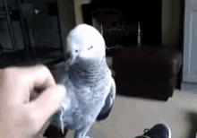 Donttouchme GIF - Parrot Bird Animal GIFs