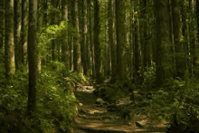Morning Forest GIF - Morning Forest Sun Rays GIFs