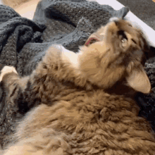 Nndor Cat GIF - Nndor Cat Lick GIFs