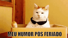 Pós Feriado Mau Humor GIF - Cat Chilling You Have A Problem GIFs