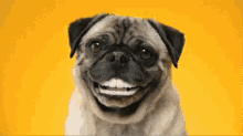 pug fake teeth happy smile