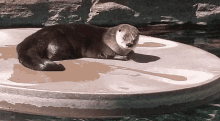 Otter Zoo GIF - Otter Zoo GIFs