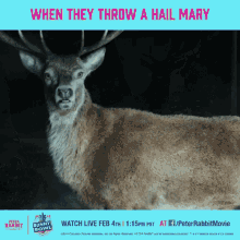 Hail Mary Bunny Bowl GIF - Hail Mary Bunny Bowl Peter Rabbit GIFs