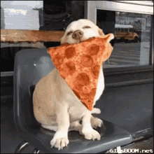 pizza pizza is life dog puppy and pizza