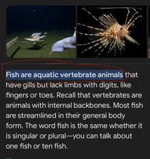 Fishareanimals Googlefish GIF