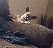 Sofá Cachorro Engraçado Caiu GIF - Couch Dog Funny GIFs