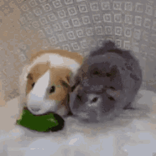 仓鼠 抢食 黄瓜 可爱 GIF - Hamster Cucumber Cute GIFs