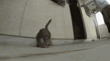 打滚，猫咪，猫 GIF - Roll Rolling On The Floor Cat GIFs