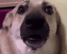 a close up of a dog 's face looking at the camera with its mouth open .