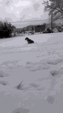 Bulldog Slowmotion GIF