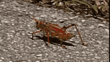 Run Away - Grasshopper GIF - Grasshopper Run Away Insect GIFs