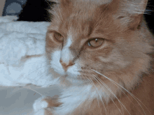 Cat Funny Animal GIF - Cat Funny Animal Disguise GIFs