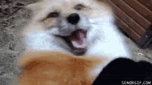 When I Do My Sexy Laugh GIF - Fox Cute Happy GIFs