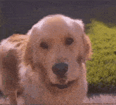 a close up of a dog 's face with a grassy background