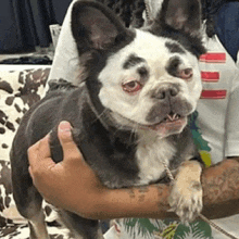 a person is holding a black and white dog with a strange face .
