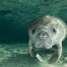 a manatee holds a knife in its mouth