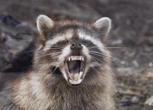 Tommyinnit Raccoon GIF - Tommyinnit Raccoon GIFs