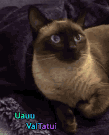 Uauu Valtatui Cat GIF - Uauu Valtatui Cat Kitty GIFs