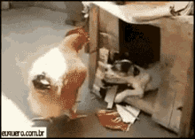 Dog Come Here GIF - Dog Come Here Chicken GIFs