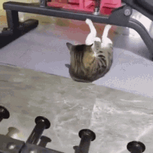 cat meme working out workout situp cat