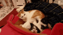 Ive Got A Headache Get Away From Me GIF - Ive Got A Headache Get Away From Me Funny Cat GIFs