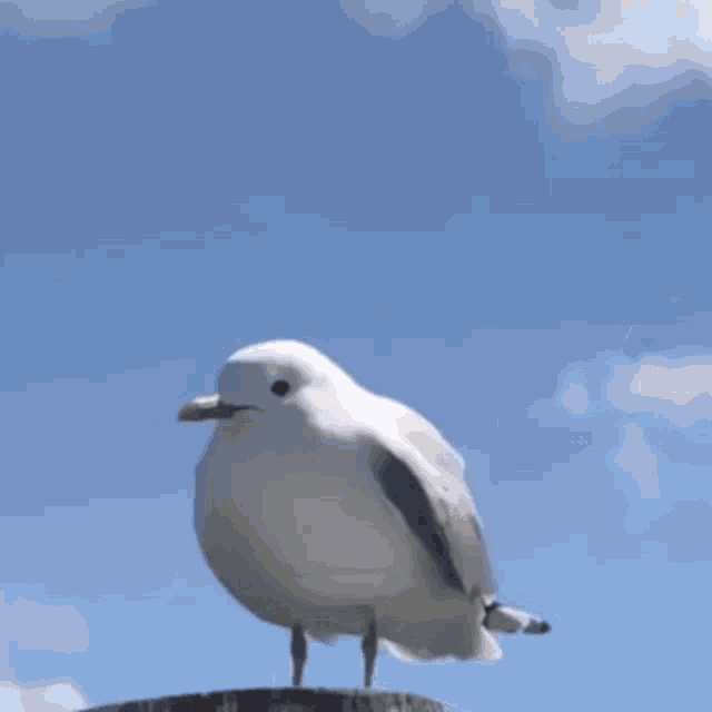 This is the same seagull that takes the weird camera angles in anime. :  r/Animemes