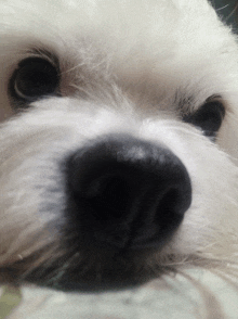 a close up of a white dog 's nose looking at the camera