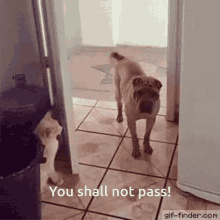 cat dog you shall not pass shut the door get out