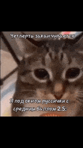a close up of a cat 's face with a caption in russian