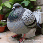 a pigeon is sitting on a toilet with tiktok written on the bottom right