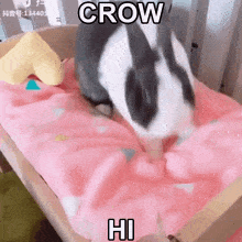 Crow Bunny GIF - Crow Cro Bunny GIFs