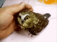 Owl Smile GIF - Owl Smile Pet GIFs