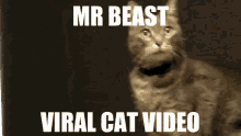 Mrbeast_viral_cat_video Mrbeast GIF - Mrbeast_viral_cat_video Mrbeast Cat GIFs