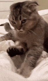 a cat is laying on a bed with its paws on a blanket