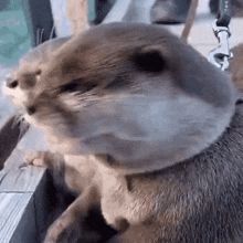 Otters Amazed GIF